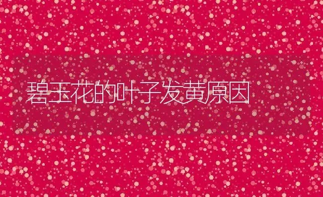 碧玉花的叶子发黄原因 | 养殖资料投稿