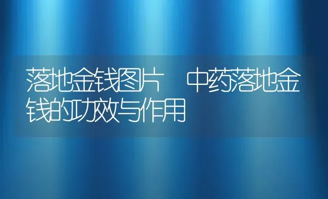落地金钱图片 中药落地金钱的功效与作用 | 养殖资料投稿