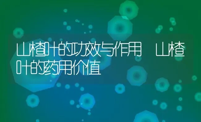 山楂叶的功效与作用 山楂叶的药用价值 | 养殖资料投稿