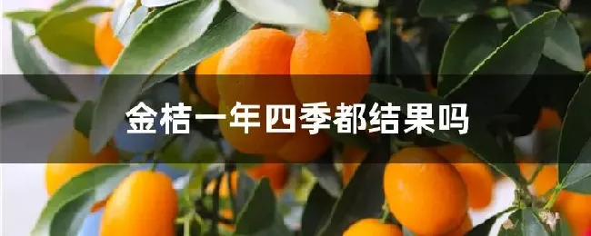 金桔一年四季都结果吗