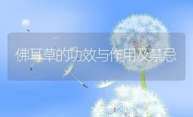 佛耳草的功效与作用及禁忌 | 养殖资料投稿