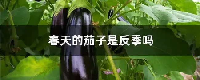 春天的茄子是反季吗