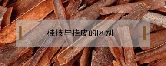 桂枝与桂皮的区别是什么？