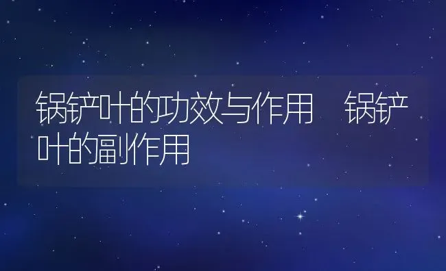 锅铲叶的功效与作用 锅铲叶的副作用 | 养殖资料投稿