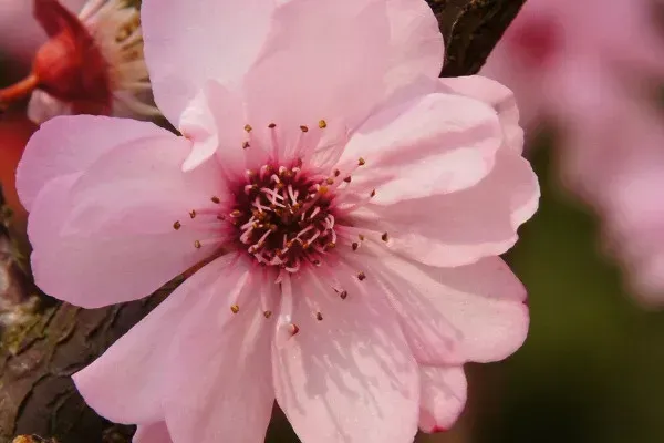 梅花不开花的原因？梅花为什么不开花