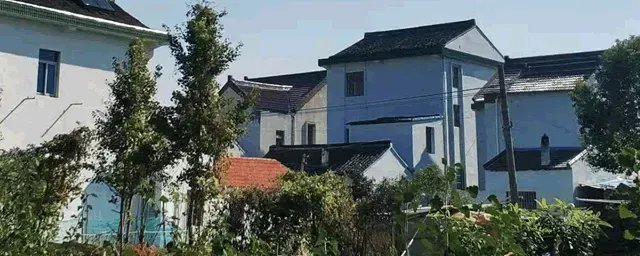 仓鼠吃什么