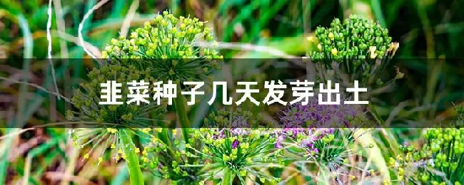 韭菜种子几天发芽出土