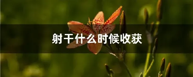 射干什么时候收获