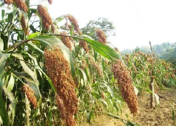 种植前景|2022年种高粱可以吗（关于2022年高粱价格预测）