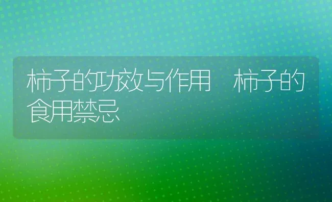 柿子的功效与作用 柿子的食用禁忌 | 养殖资料投稿