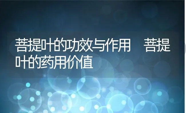 菩提叶的功效与作用 菩提叶的药用价值 | 养殖资料投稿