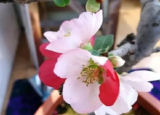 养花|开春适合种什么花