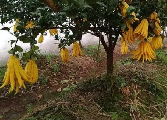 种植前景|佛手北方可以种吗