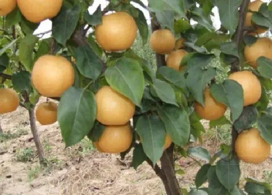 种植前景|金果梨种植条件 适合什么地区种植