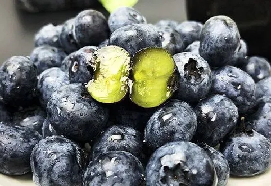 种植前景|蓝莓种植条件 对气温气候及区域地理的要求