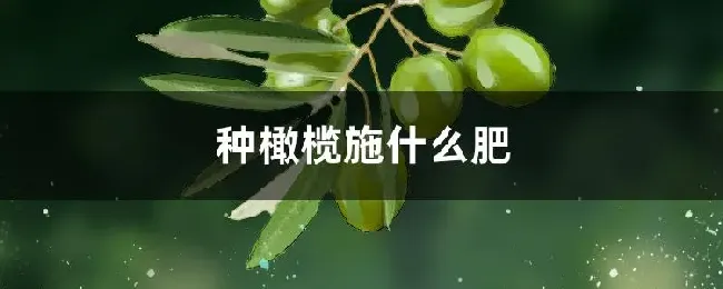 种橄榄施什么肥