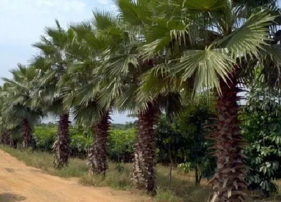 种植前景|棕榈树北方可以种吗