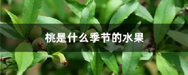 桃是什么季节的水果