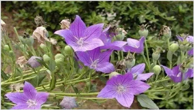 桔梗种植效益分析 | 农业养殖资讯