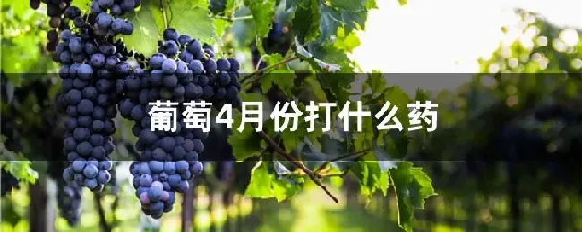 葡萄4月份打什么药