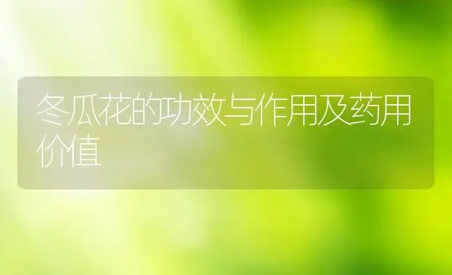 冬瓜花的功效与作用及药用价值 | 养殖资料投稿