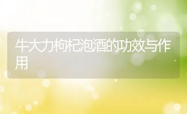 牛大力枸杞泡酒的功效与作用 | 养殖资料投稿