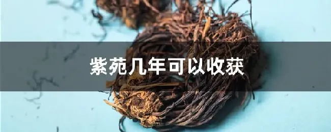 紫苑几年可以收获