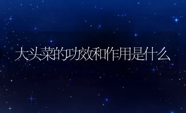大头菜的功效和作用是什么 | 养殖资料投稿