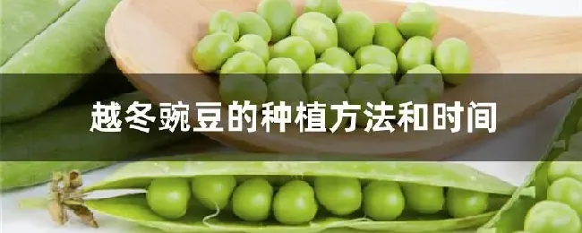 越冬豌豆的种植方法和时间