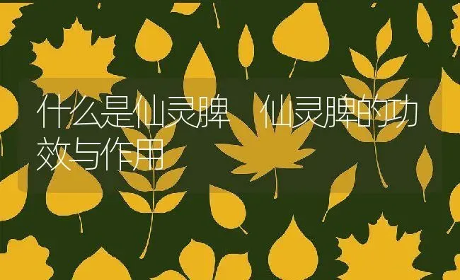 什么是仙灵脾 仙灵脾的功效与作用 | 养殖资料投稿