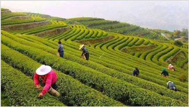 黄金茶的种植前景好吗？一斤多少钱 | 致富养殖项目