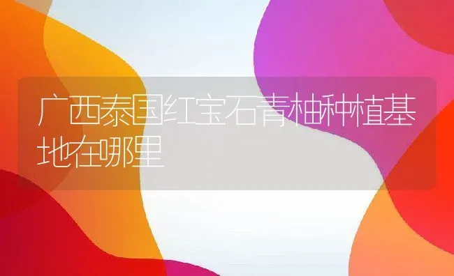 广西泰国红宝石青柚种植基地在哪里 | 养殖资讯