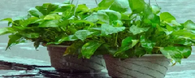 绿萝秋天怎么浇水
