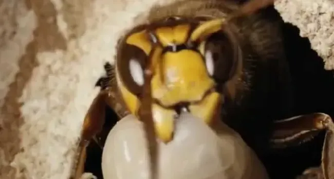 金环胡蜂泡酒的功效及正确喝法