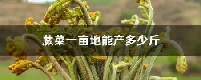 蕨菜一亩地能产多少斤