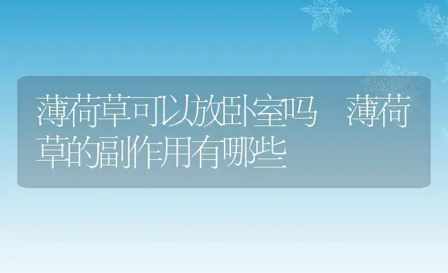 薄荷草可以放卧室吗 薄荷草的副作用有哪些 | 养殖资料投稿