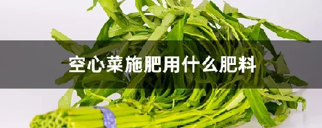 空心菜施肥用什么肥料