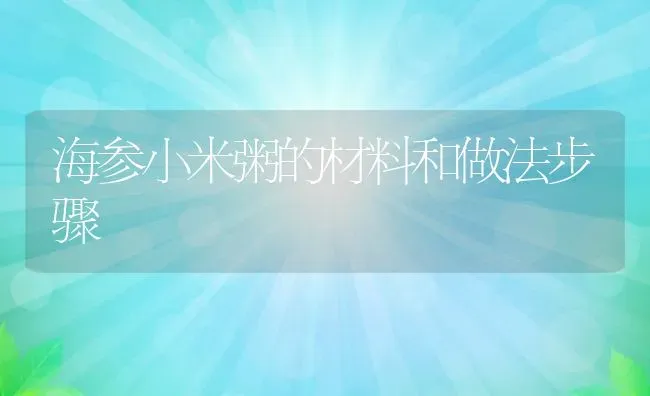 海参小米粥的材料和做法步骤 | 养殖资料投稿