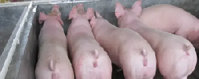 母猪盖什么章
