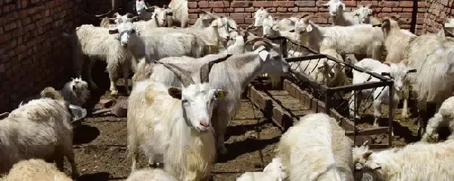 羊不吃不喝是什么病