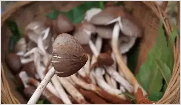 鸡枞菌可人工栽培吗？鸡枞菌功效作用及栽培注意事项 | 致富养殖项目