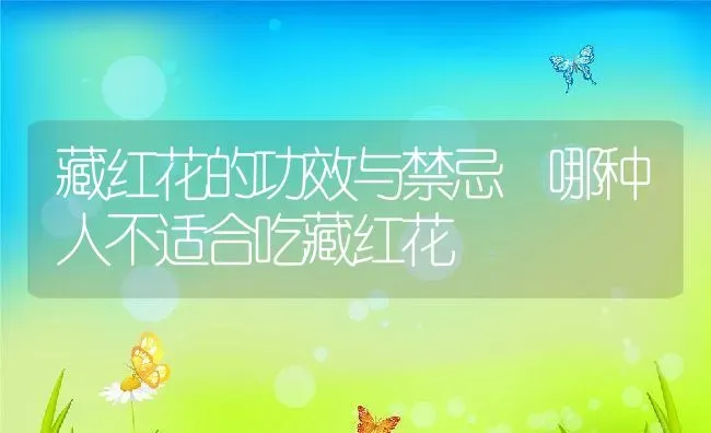 藏红花的功效与禁忌 哪种人不适合吃藏红花 | 养殖资料投稿
