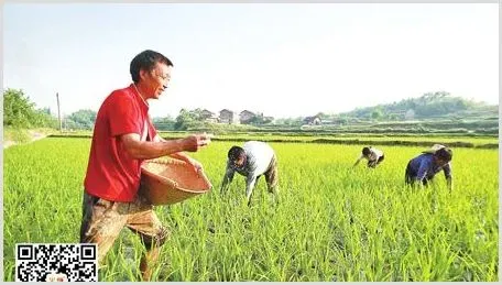 硅肥在农作物中的应用效果 | 致富养殖项目