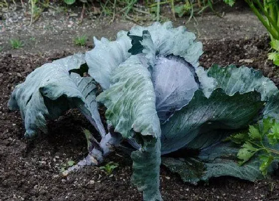 种菜|夏天南方适合种什么蔬菜