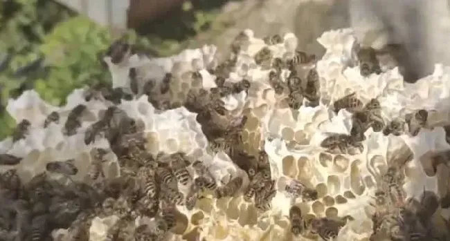 土蜂和意蜂有什么区别