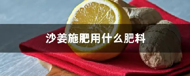 沙姜施肥用什么肥料