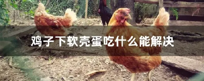 鸡子下软壳蛋吃什么能解决