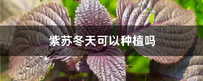紫苏冬天可以种植吗