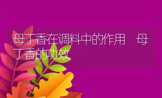 母丁香在调料中的作用 母丁香的功效 | 养殖资料投稿