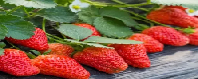 盆栽草莓怎么浇水